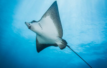 Kohala Divers55