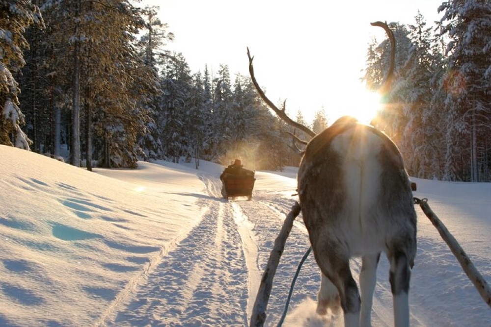 One Day Experience: Husky Ride, Reindeer Ride, and Ice Fishing