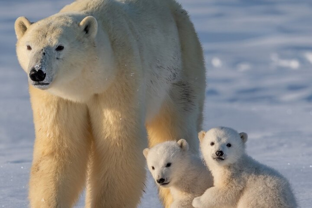 Arctic Wildlife Adventure Ranua Wildlife Park Trip