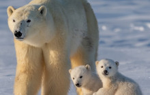 Lapland Royal Adventures1