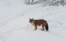 Lapland Royal Adventures2