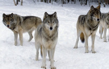 Lapland Royal Adventures4