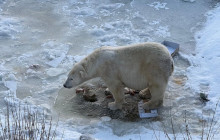 Lapland Royal Adventures5