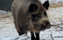 Lapland Royal Adventures6
