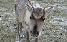 Lapland Royal Adventures3