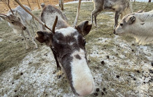 Lapland Royal Adventures6