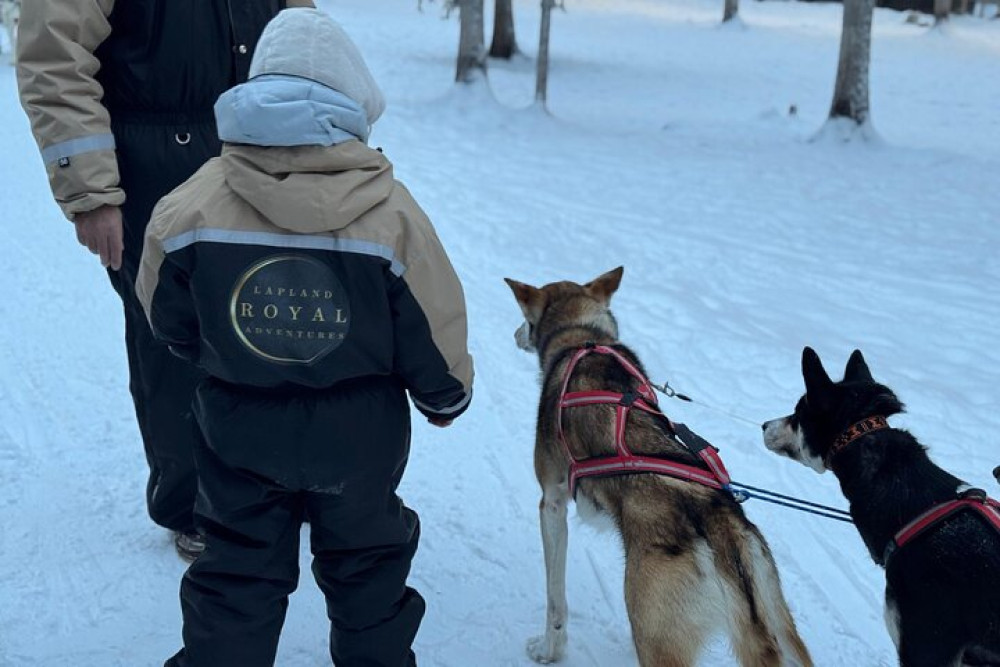 2 Day Tour Husky Ride, Snowmobilling, Northern Lights and Ranua Zoo