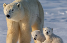 Lapland Royal Adventures6