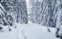 Lapland Royal Adventures6