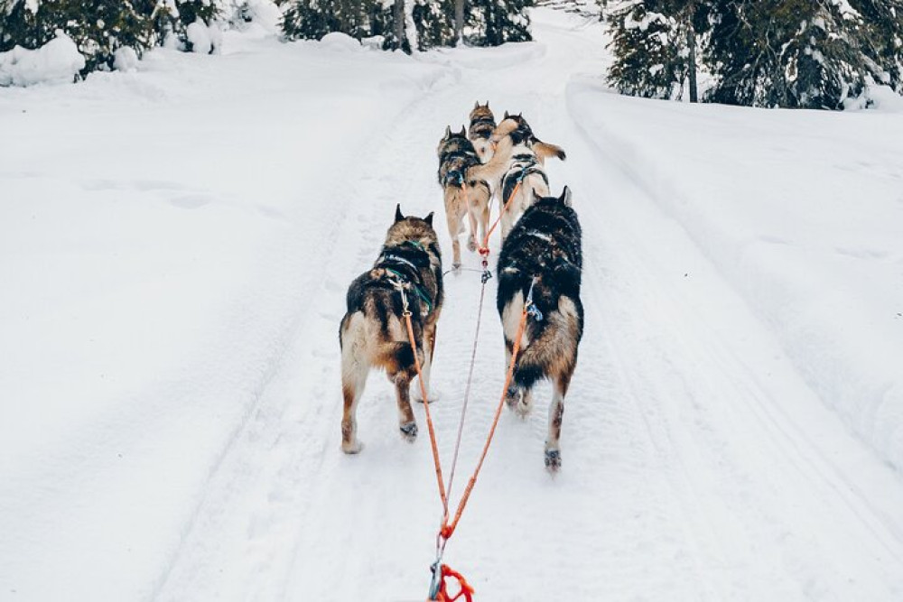 Rovaniemi Lapland Wilderness: 7.5 Km Husky Safari
