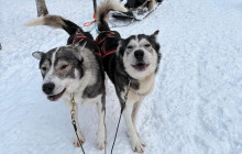 Lapland Royal Adventures2