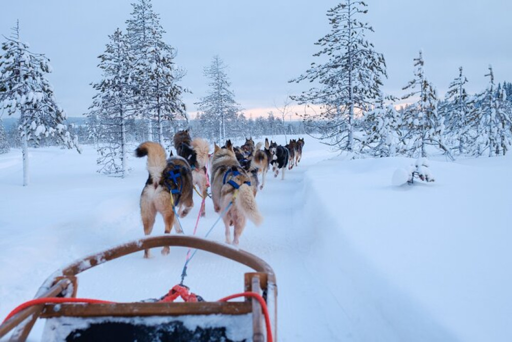 Rovaniemi Lapland 5km Husky Experience