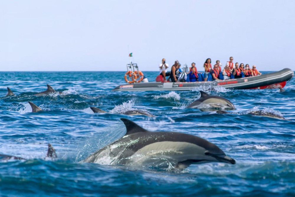 Albufeira: Dolphins & Benagil Caves RIB