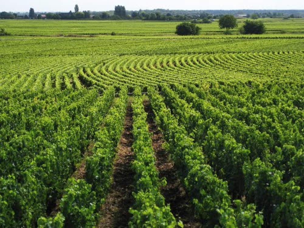 Dijon Wine Tours: Côte de Beaune Half-Day Small Group Experience