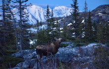 Alaska Snowbird Tours LLC5