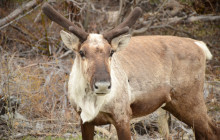 Alaska Snowbird Tours LLC4