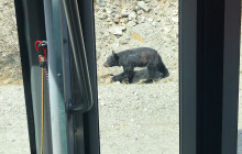 Alaska Snowbird Tours LLC13