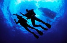 Guided Night Dive Weekly Schedule