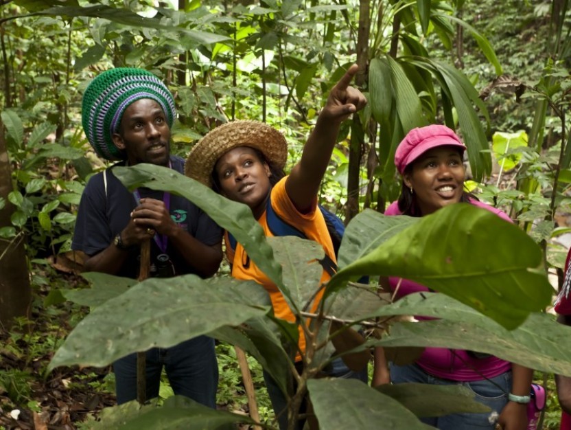 Guided Rainforest Hike on the Jacquot Trail – St. Lucia
