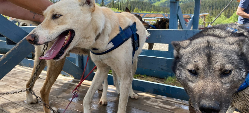 Step into the Yukon and Sled Dog Tour