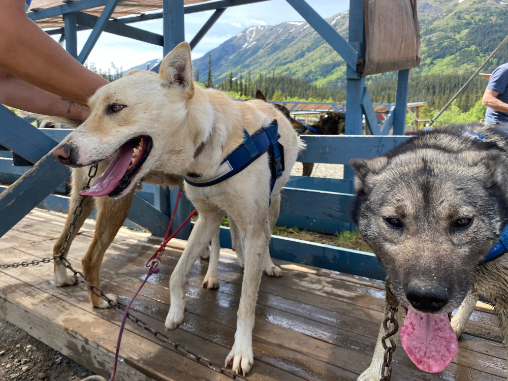 Step into the Yukon and Sled Dog Tour