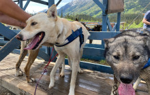 Alaska Snowbird Tours LLC7