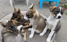 Alaska Snowbird Tours LLC5