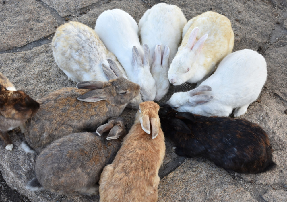 Takehara Tour: Historical Town, Sake Tasting, and Rabbit Island