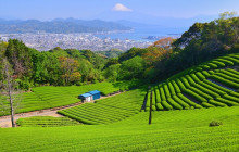 Local Travel Partners8