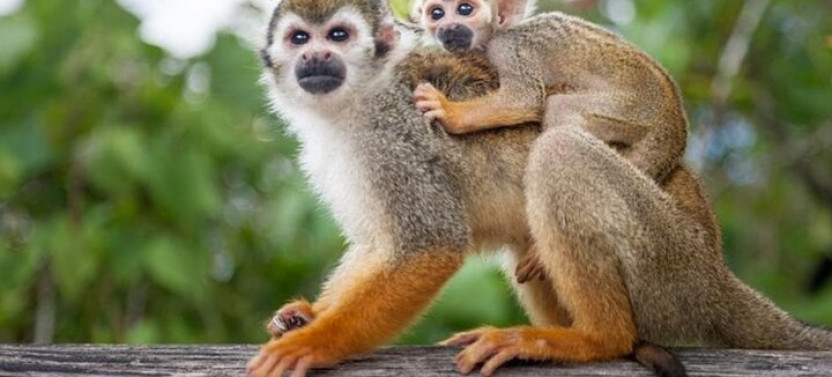Damajagua Waterfalls and Monkeys: Private Van Tour