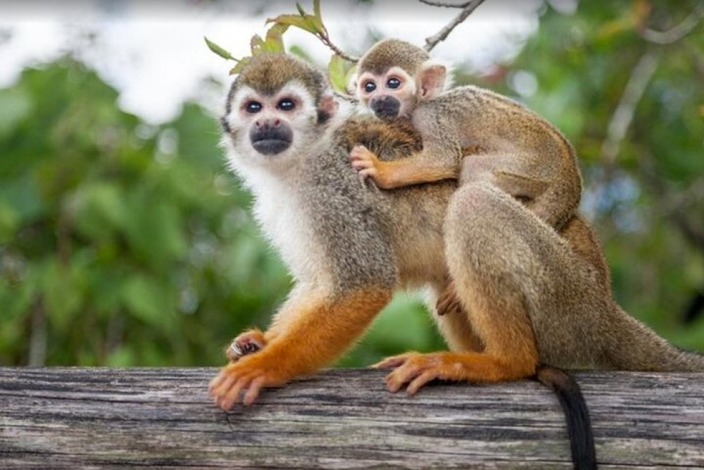 Damajagua Waterfalls and Monkeys: Private Van Tour