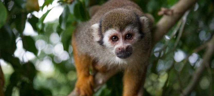 Damajagua Waterfalls and Monkeys: Private Van Tour
