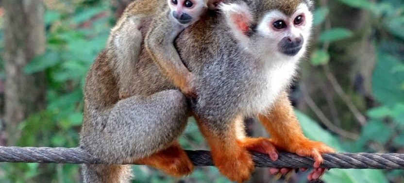 Damajagua Waterfalls and Monkeys: Private Van Tour