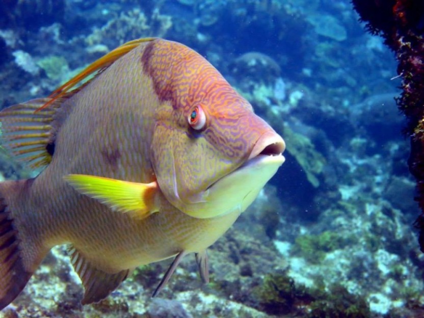 Discover Scuba Diving