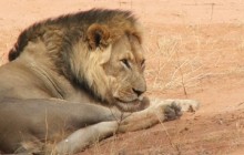 Kgakagadi - Mabuasehube Camping Kaa Wilderness Trail Botswana