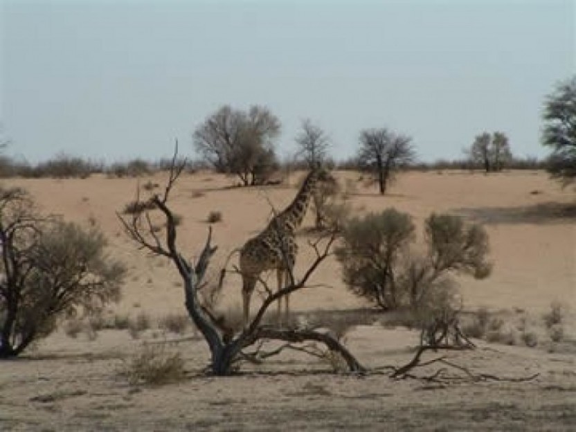Kgalagadi Transfrontier Park 3 Days Tour