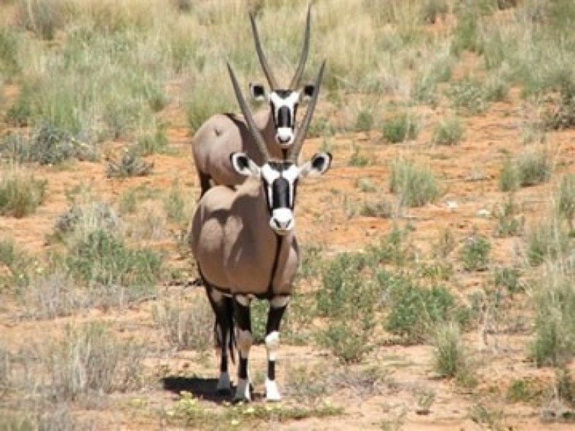 Kgalagadi Transfrontier Park, Augrabies, Witsand Nature Reserve