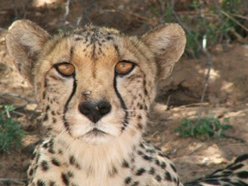 4 Day chalet - Kgalagadi Transfrontier Park - Kalahari Desert