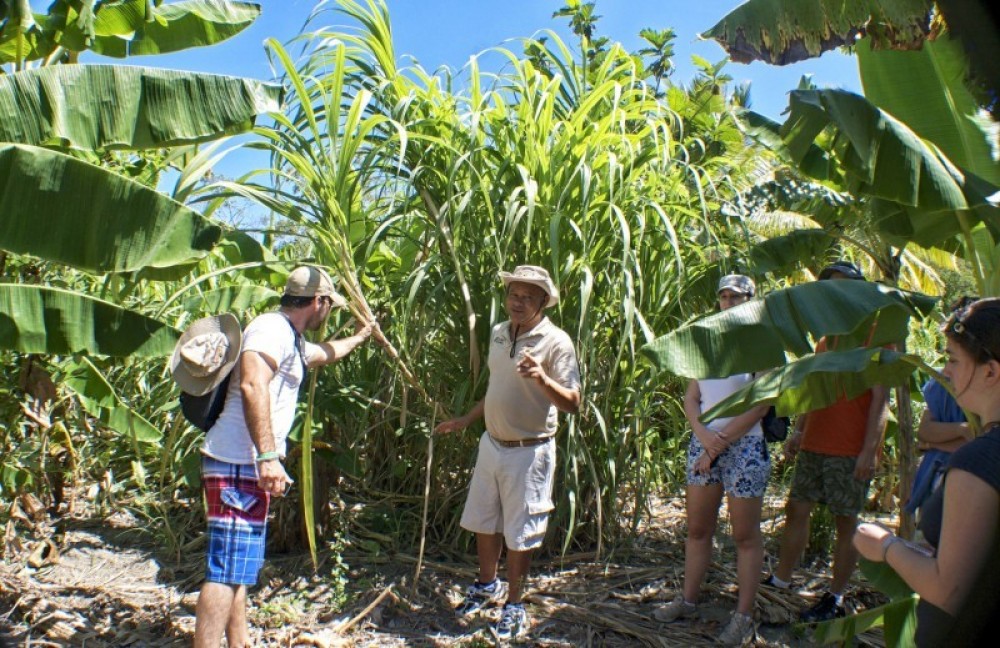 Puerto Plata Runners with Cigar rolling + Local Buffet + Beach Puerto