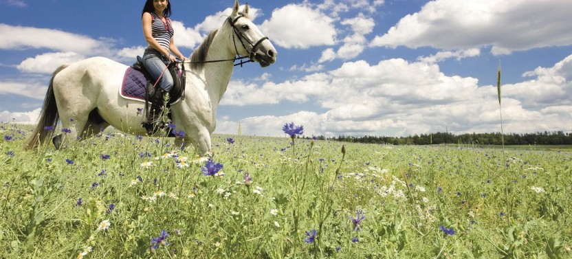 Horseback Riding with Lunch in Livorno