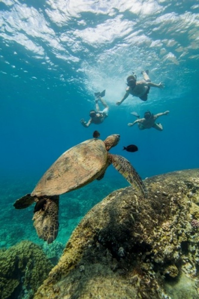 Dolphin Excursions Hawaii Project Expedition