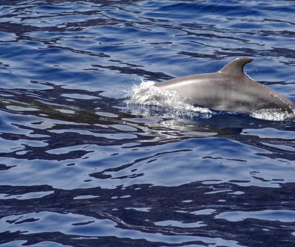 Teide and Dolphins: A special day!