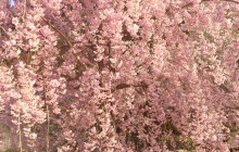 Machinovate Japan Ltd9