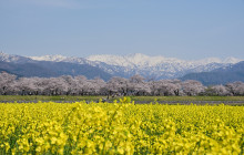 Machinovate Japan Ltd4