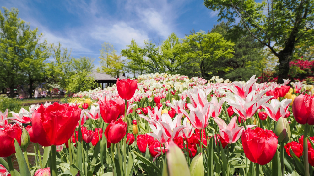 Kanazawa Spring Tour: Tonami Tulips and Gokayama UNESCO Village