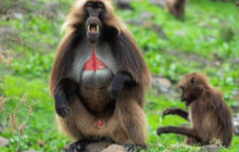 Vowland Ethiopia Tour2