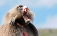 Vowland Ethiopia Tour8