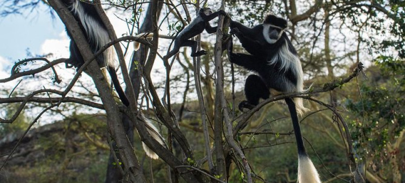 Day Trip To Suba Menagesha Forest