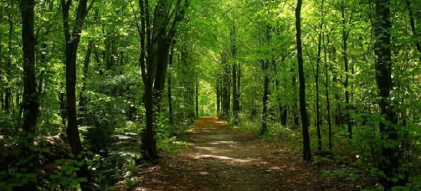 Day Trip To Suba Menagesha Forest