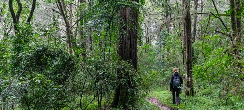 Day Trip To Suba Menagesha Forest